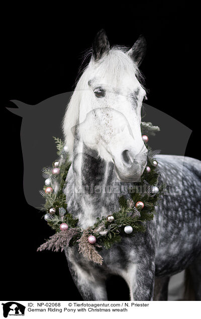 Deutsches Reitpony mit Weihnachtskranz / German Riding Pony with Christmas wreath / NP-02068