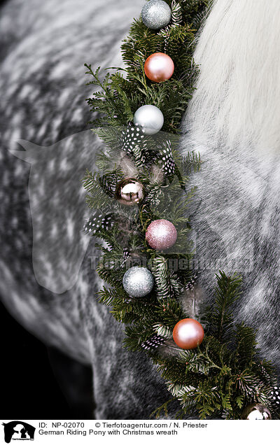 German Riding Pony with Christmas wreath / NP-02070