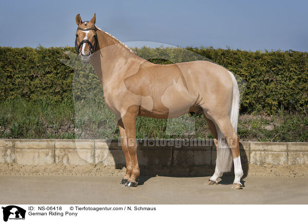 Deutsches Reitpony / German Riding Pony / NS-06418