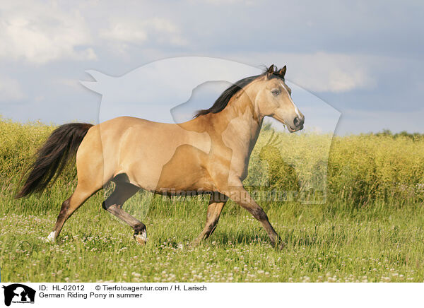 German Riding Pony in summer / HL-02012