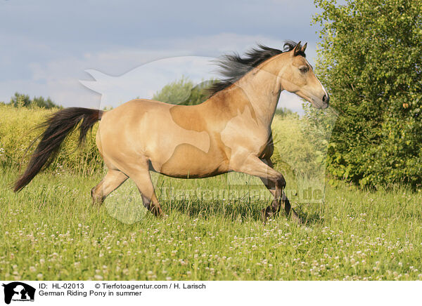 Deutsches Reitpony im Sommer / German Riding Pony in summer / HL-02013