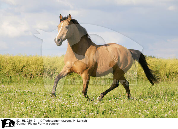 Deutsches Reitpony im Sommer / German Riding Pony in summer / HL-02015