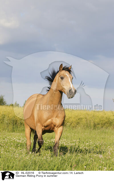 German Riding Pony in summer / HL-02016
