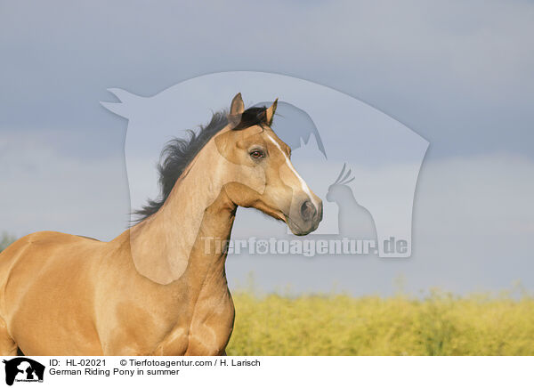 German Riding Pony in summer / HL-02021