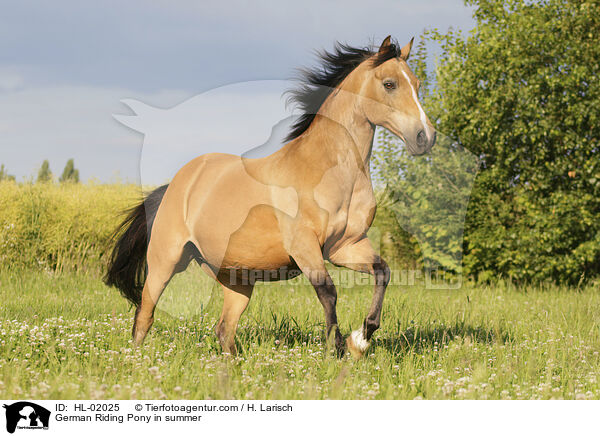 German Riding Pony in summer / HL-02025