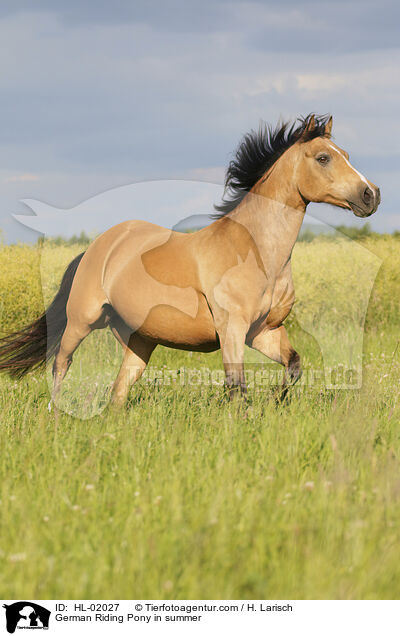 German Riding Pony in summer / HL-02027