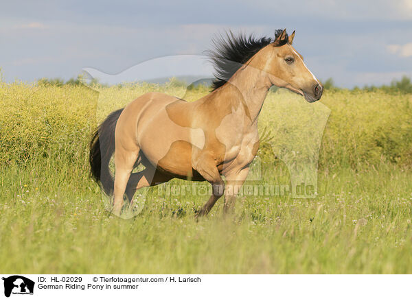 German Riding Pony in summer / HL-02029