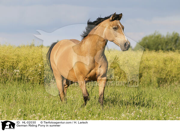 German Riding Pony in summer / HL-02030