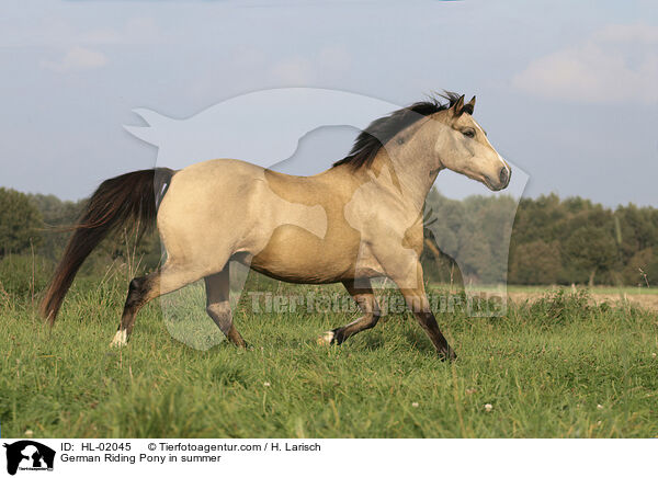 German Riding Pony in summer / HL-02045