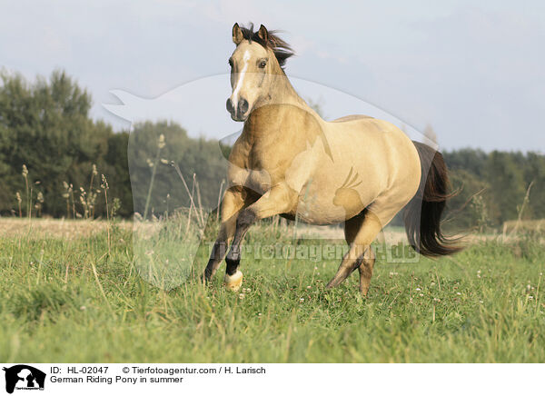German Riding Pony in summer / HL-02047