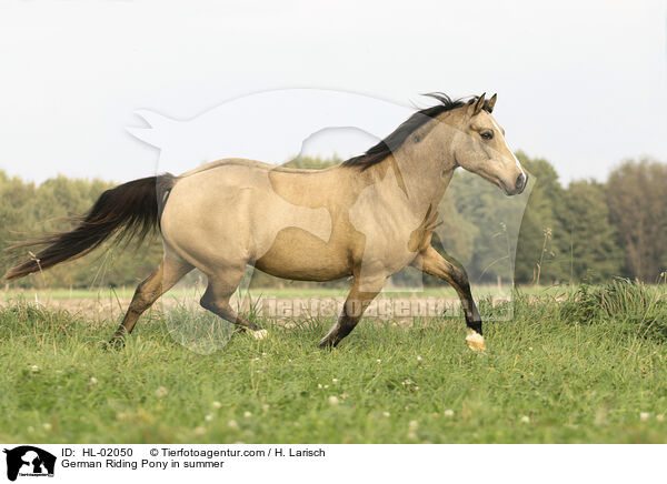 German Riding Pony in summer / HL-02050