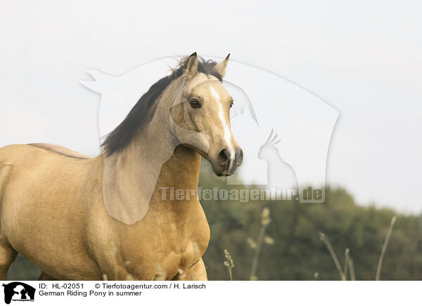 German Riding Pony in summer / HL-02051
