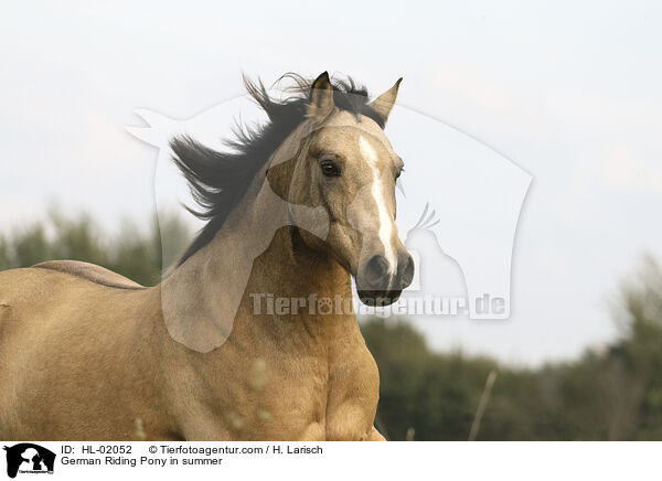 German Riding Pony in summer / HL-02052