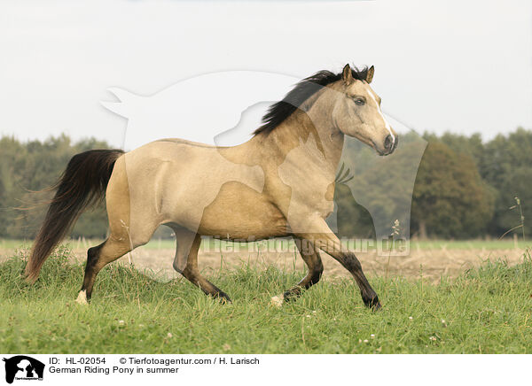 German Riding Pony in summer / HL-02054