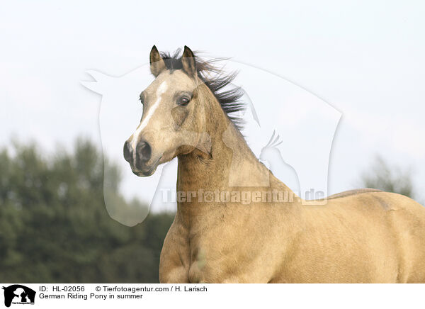 German Riding Pony in summer / HL-02056