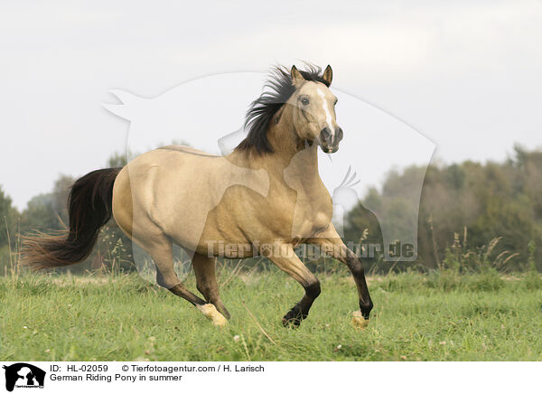German Riding Pony in summer / HL-02059