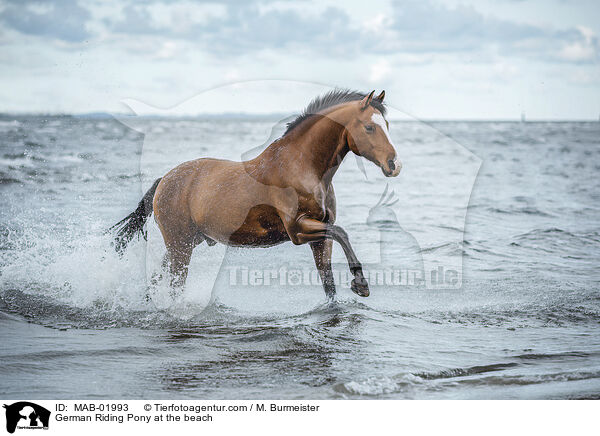 German Riding Pony at the beach / MAB-01993