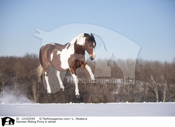 German Riding Pony in winter / LH-02549