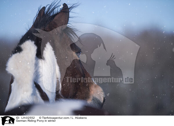 Deutsches Reitpony im Winter / German Riding Pony in winter / LH-02552