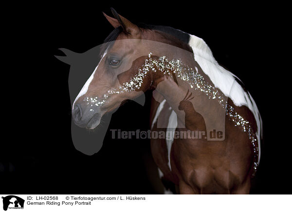 Deutsches Reitpony Portrait / German Riding Pony Portrait / LH-02568