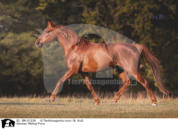 Deutsches Reitpony / German Riding Pony / BK-01236