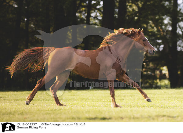 German Riding Pony / BK-01237
