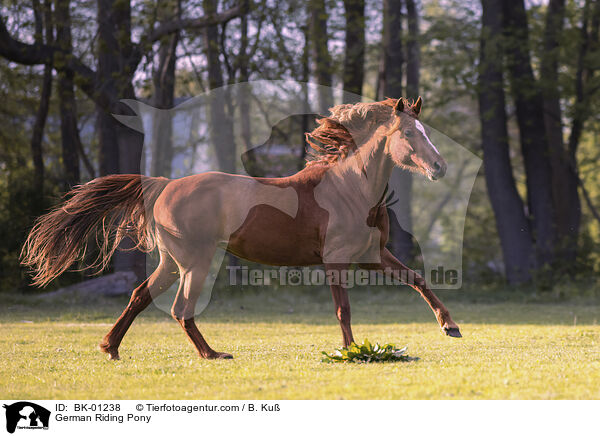 German Riding Pony / BK-01238