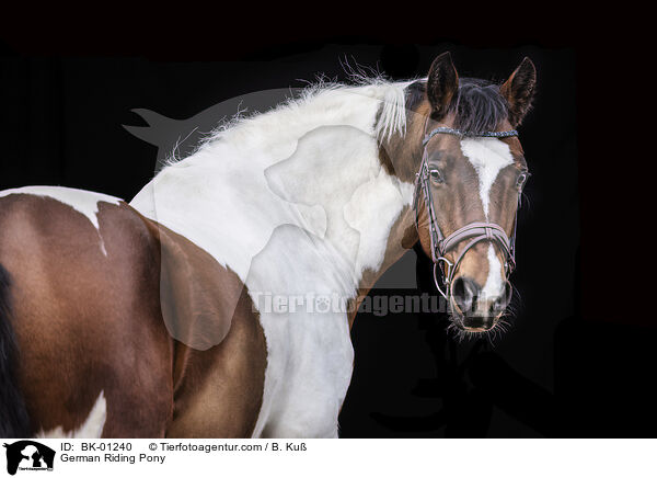 German Riding Pony / BK-01240