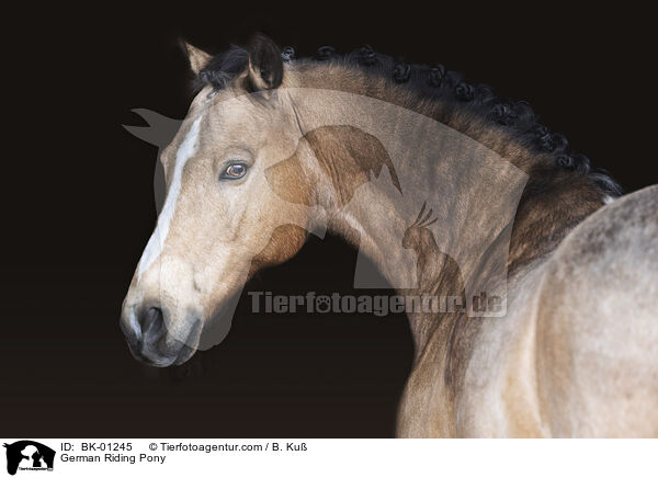 German Riding Pony / BK-01245