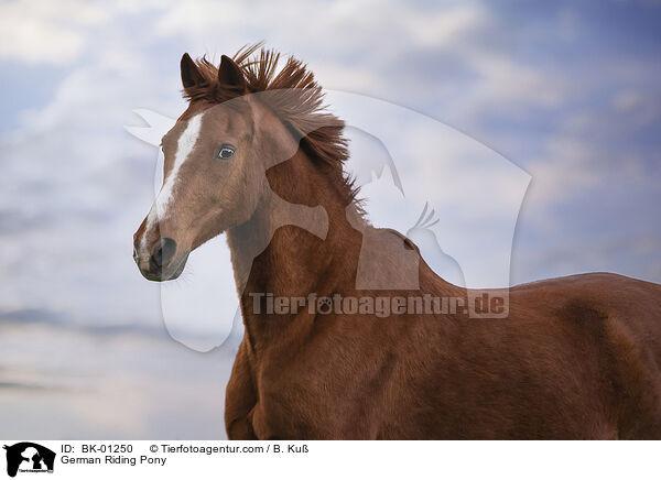 Deutsches Reitpony / German Riding Pony / BK-01250