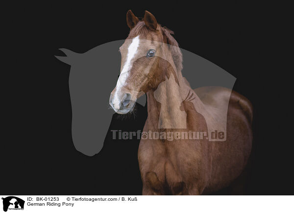 German Riding Pony / BK-01253