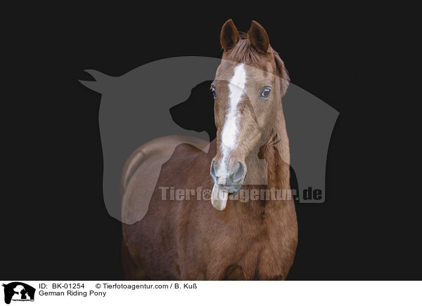 German Riding Pony / BK-01254