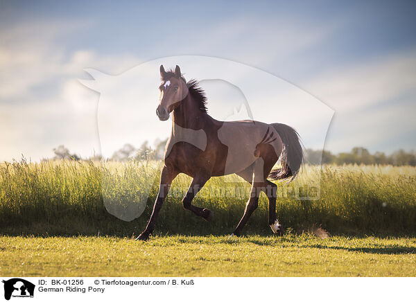 German Riding Pony / BK-01256