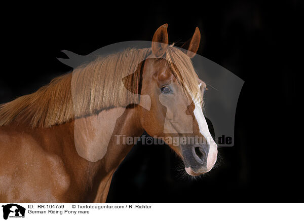 Deutsches Reitpony Stute / German Riding Pony mare / RR-104759