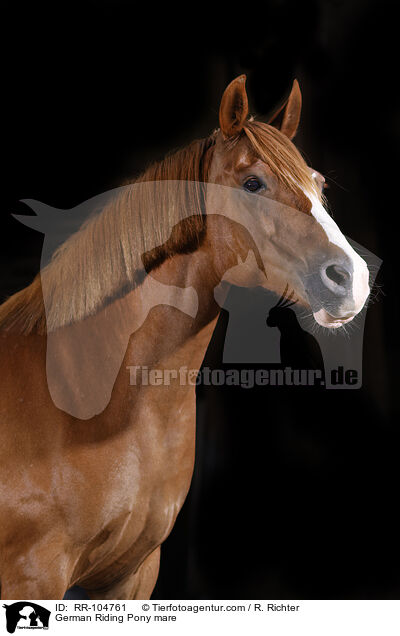 Deutsches Reitpony Stute / German Riding Pony mare / RR-104761