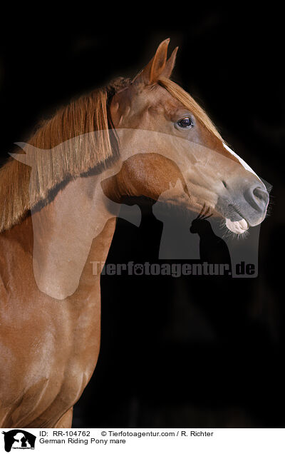 German Riding Pony mare / RR-104762