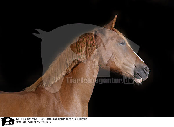 German Riding Pony mare / RR-104763
