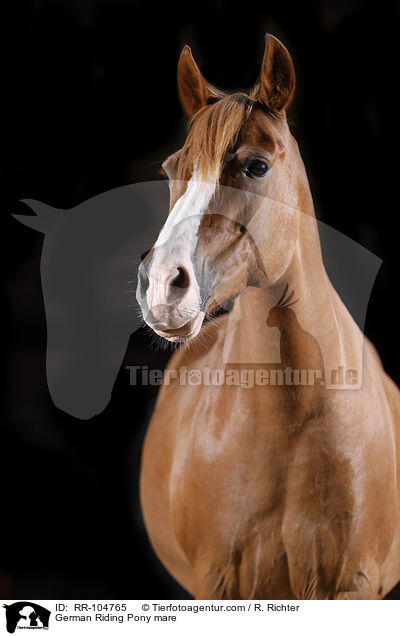 German Riding Pony mare / RR-104765
