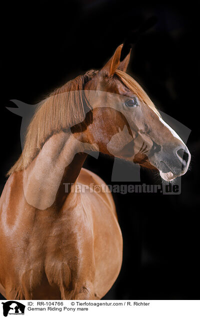 German Riding Pony mare / RR-104766