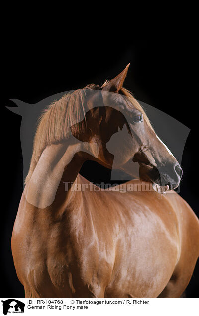 German Riding Pony mare / RR-104768