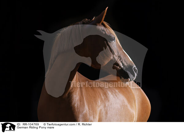 German Riding Pony mare / RR-104769