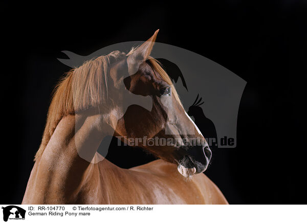 German Riding Pony mare / RR-104770