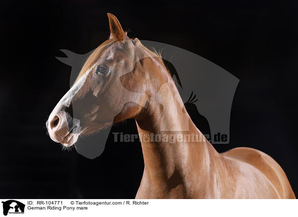 German Riding Pony mare / RR-104771