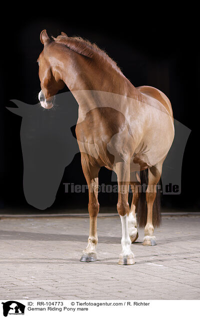 German Riding Pony mare / RR-104773