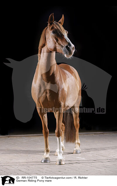German Riding Pony mare / RR-104775
