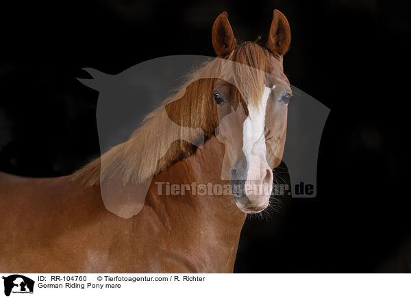 Deutsches Reitpony Stute / German Riding Pony mare / RR-104760