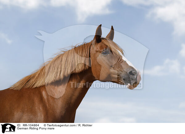 German Riding Pony mare / RR-104864