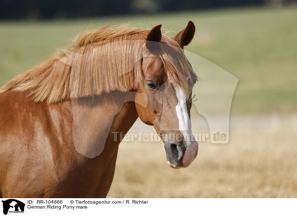 Deutsches Reitpony Stute / German Riding Pony mare / RR-104866