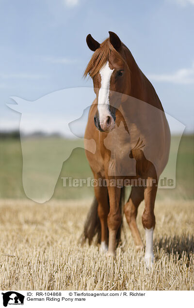 German Riding Pony mare / RR-104868