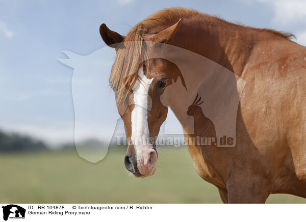 German Riding Pony mare / RR-104878